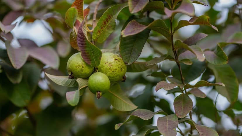 Guava Crisis: India's Prized Crop Devastated by Weather