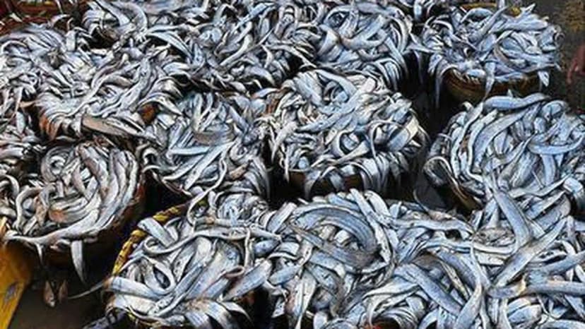 Tamil Nadu Tops Fish Production; Mackerel Leads Species