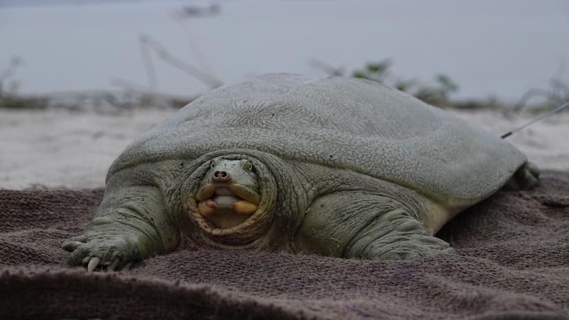 First Tagged Turtle Released in Assam's Kaziranga
