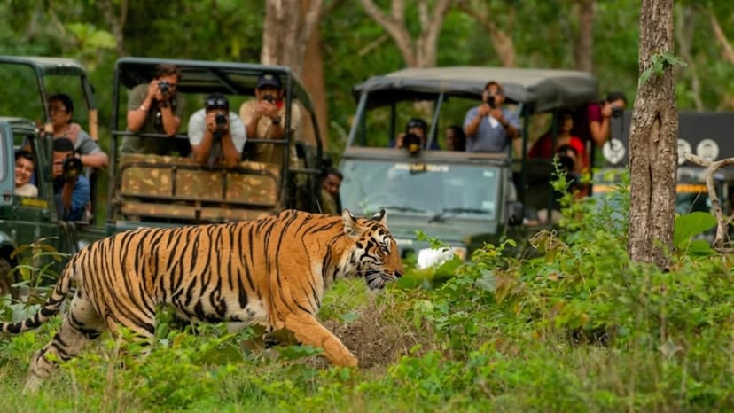 India Safaris: Beyond the Tiger Treadmill