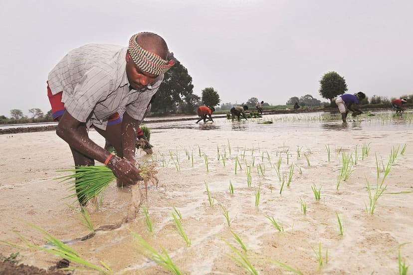India Assured: Ample Seeds for Kharif Season Ahead