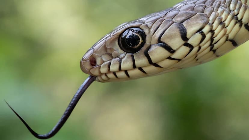 India's Snakebite Crisis: Millions at Risk