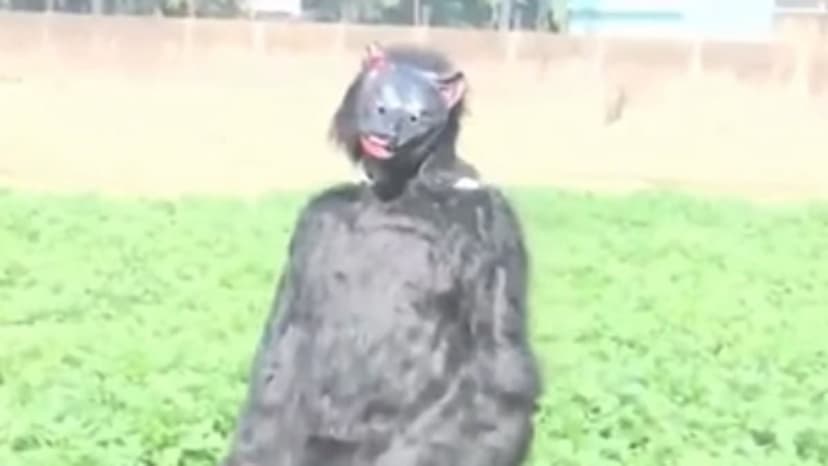 Farmers Dress as Bears to Fend Off Monkey Raiders