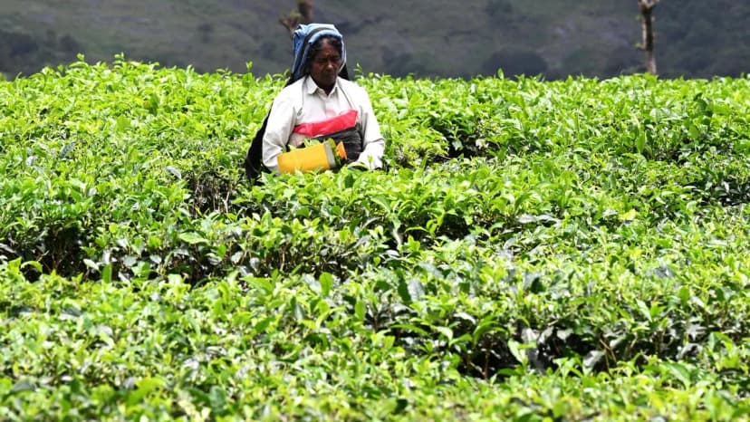 Middle East Crisis Threatens Indian Tea Exports