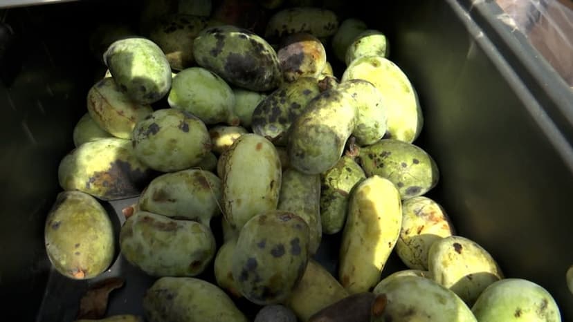 Indiana's Pawpaw Festival Draws Hundreds