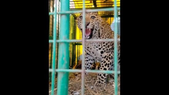 Dudwa's Big Cat Boom Creates Release Dilemma
