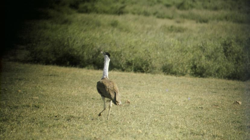 India's Bustards Vanishing: SOS for Critically Endangered Birds
