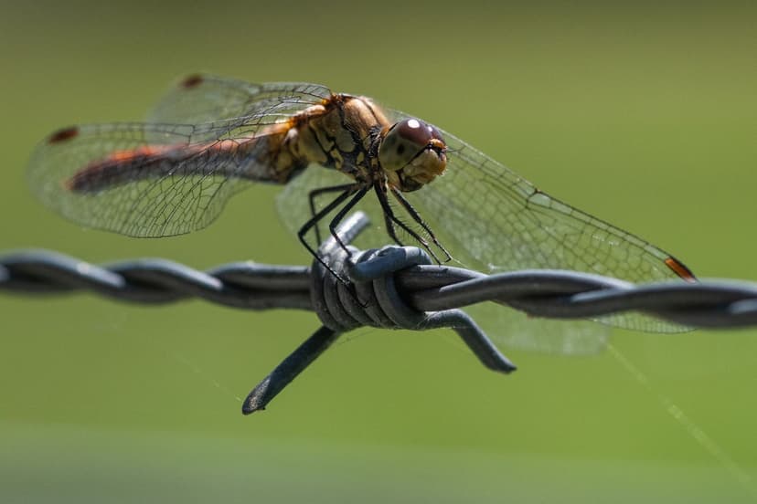 Dragonfly Decline: India's Western Ghats Face Crisis