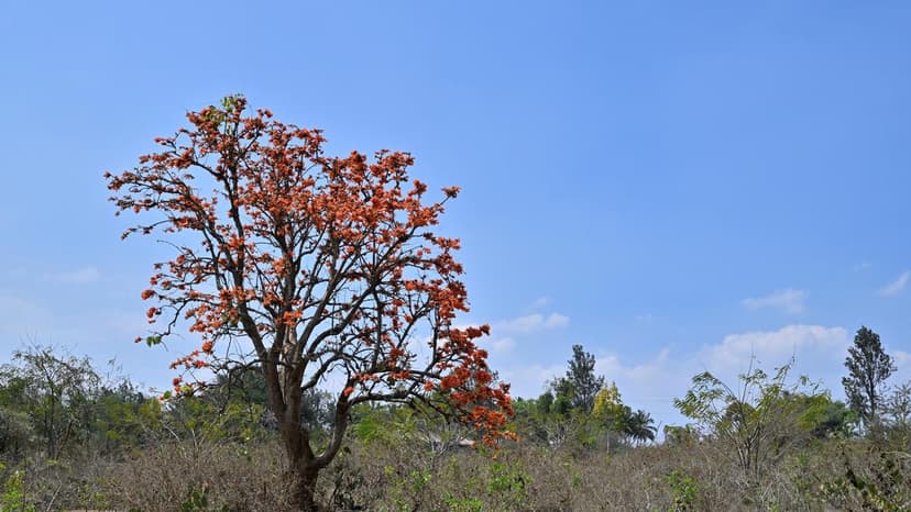 India's Environment Crisis: Extreme Weather Rising