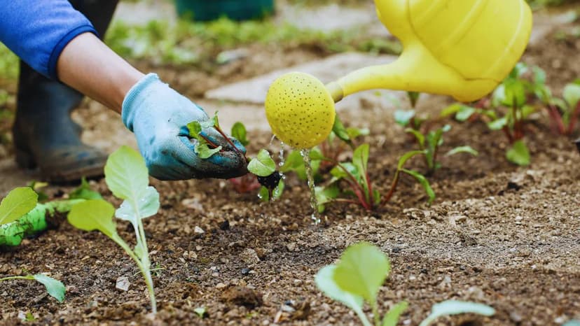 India's Fertiliser Output Hits Record High