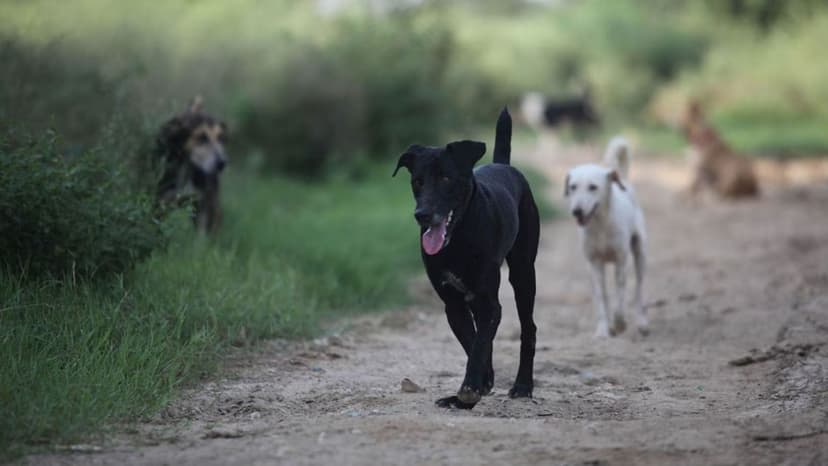 India's Forests Turn to Local Dogs for Law Enforcement