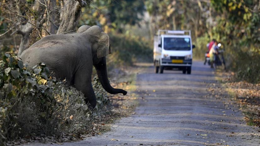 Forests: India's Green Gold for Economy & Climate