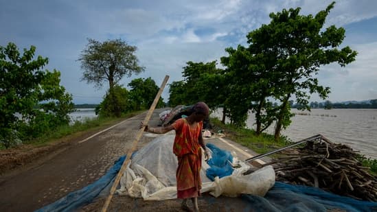 India Advances GM Crops: Bananas, Peas, and Rubber Trials Underway