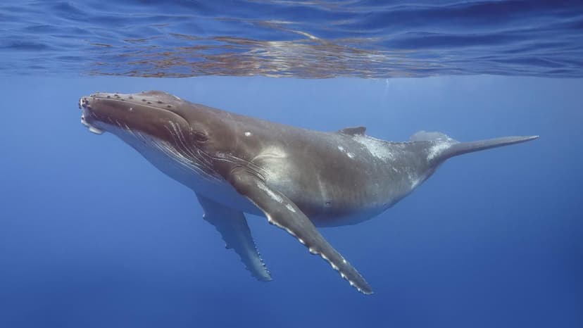 India's Hidden Whales: A Silent Coast Revealed