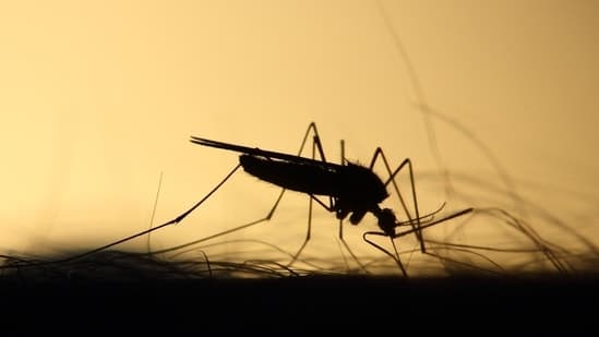 India Nears Victory Over Ancient Diseases