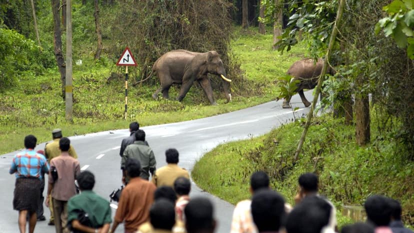 India's Wildlife on Brink: Human Conflict Escalates
