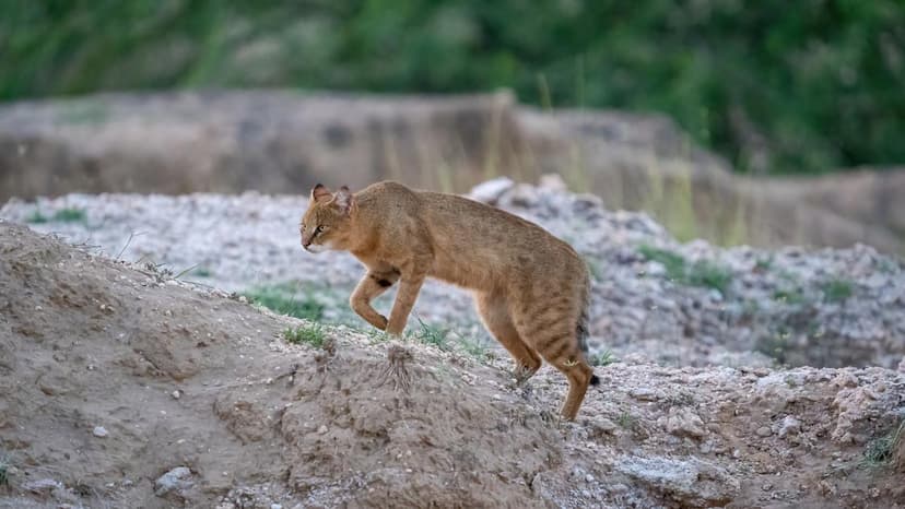 India's Jungle Cats: More Than 'Least Concern'