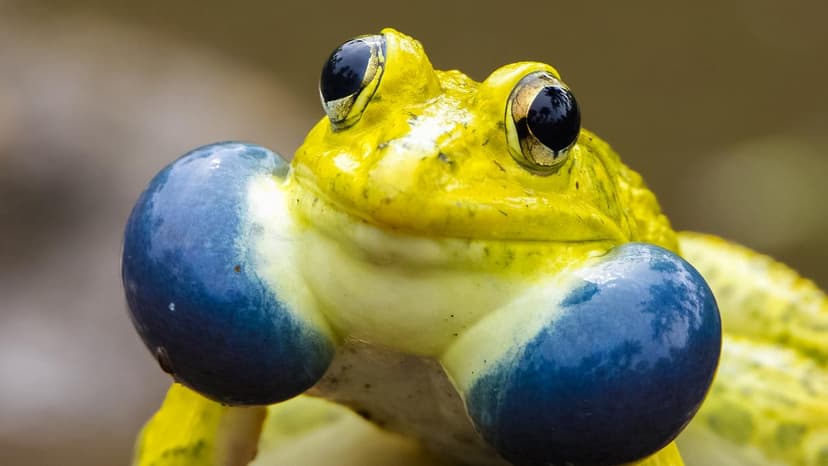 Monsoon Magic: Wildlife Awakens in India's Lush Retreats