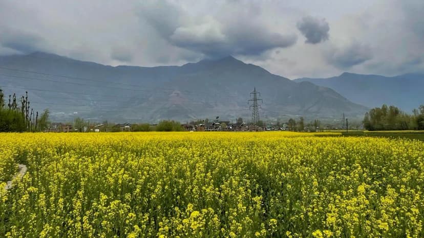 India's Mustard Crop Soars: Production Boost Expected