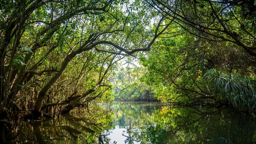 India's Mangroves: Nature's Billion-Rupee Coastal Defense