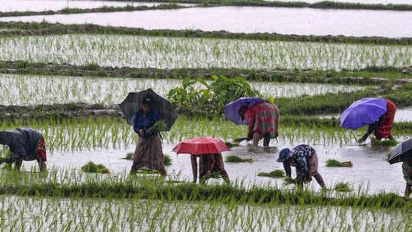 India's Kharif Harvest Shatters Records Amidst Monsoon Rains