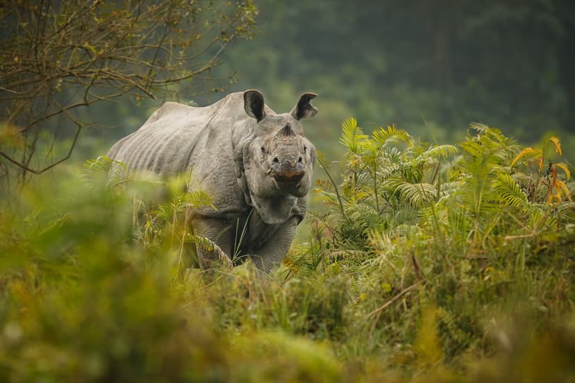 Rhino Recovery: India's Triumph Over Extinction