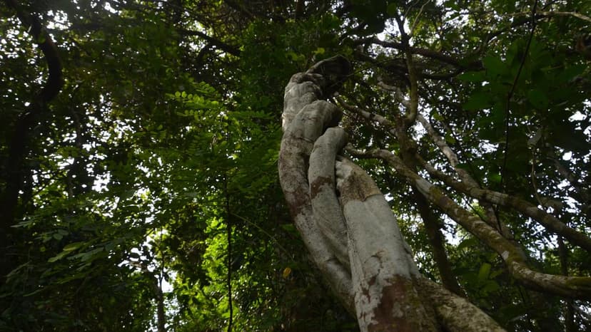 Faith vs. Forest: India's Sacred Sites Under Strain