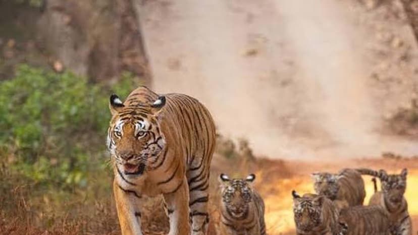 Tigers Thrive Outside Parks: India's New Conservation Challenge
