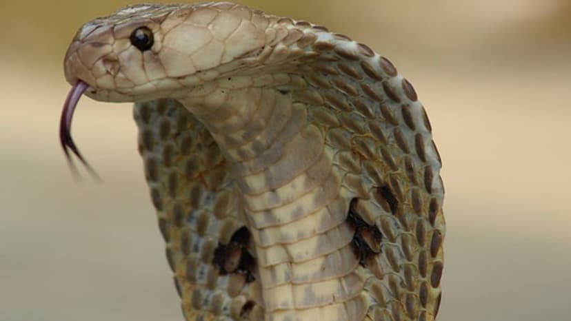 India's Deadly 'Big Four' Snakes Revealed