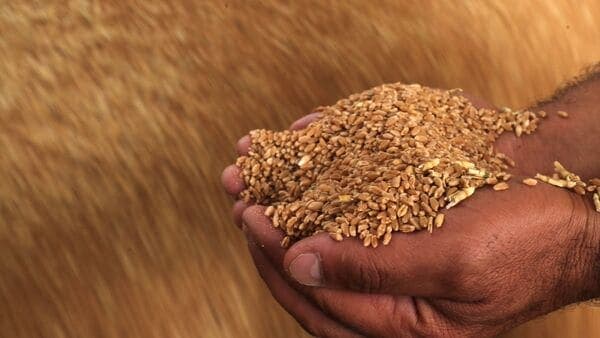 Punjab Leads Nation in Record Wheat Procurement