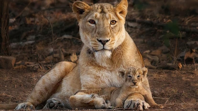 India's Wildlife Roars Back: 5 Species Saved!