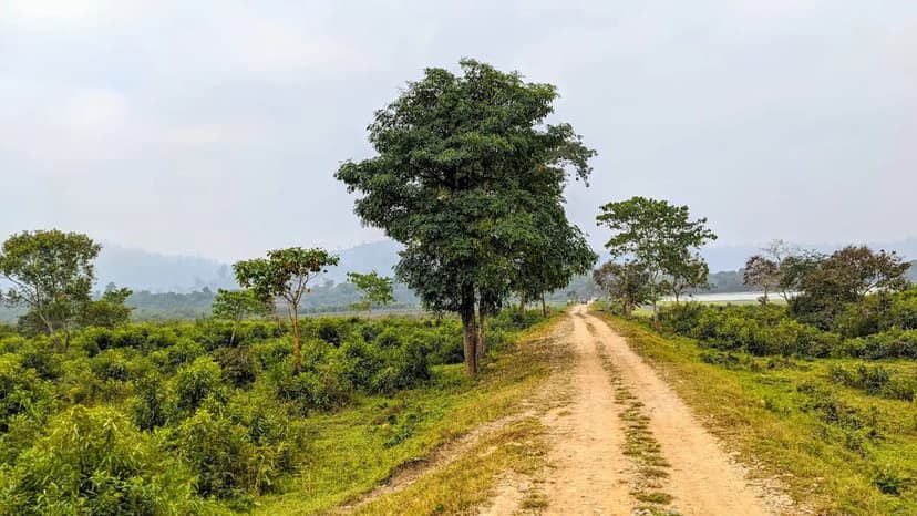 Wildlife Battles: India's Human-Animal Conflict Crisis