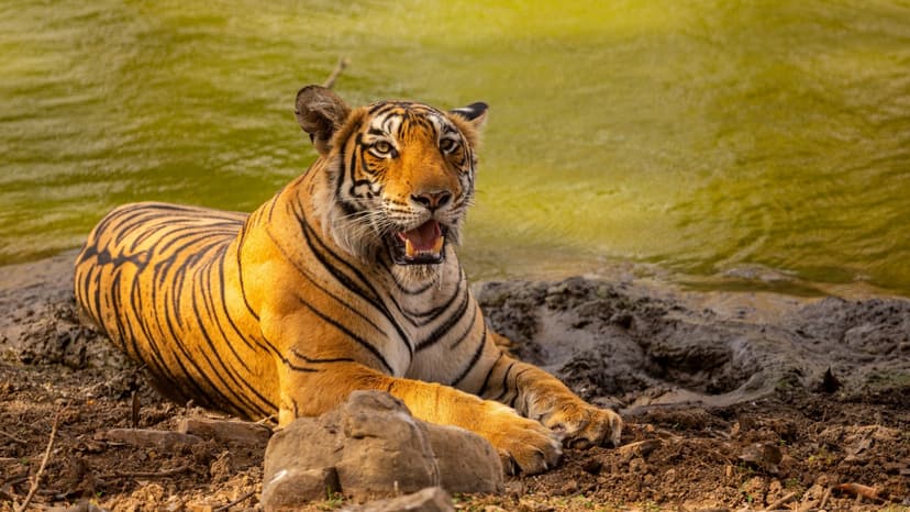 India's Wildlife Act: A Fierce Shield for Endangered Species