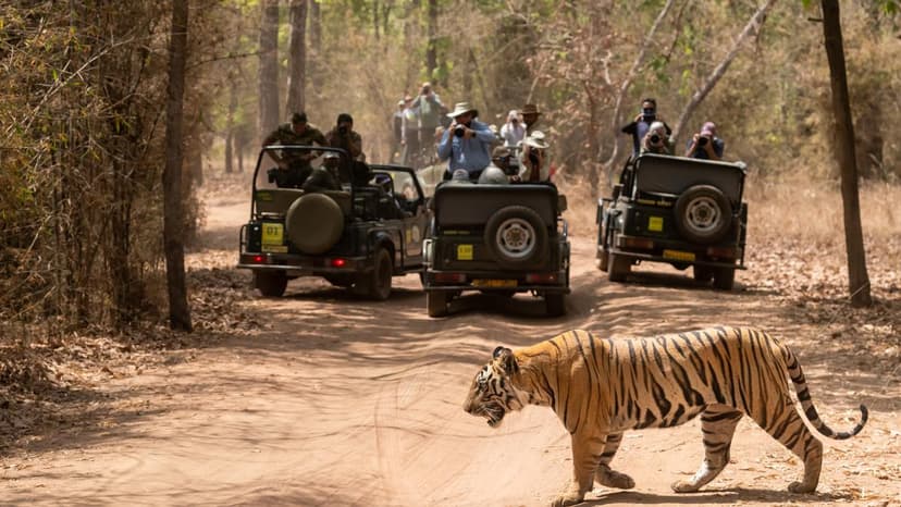 Tigers, Cheetahs Return: Can India's Wildlife Thrive Unassisted?