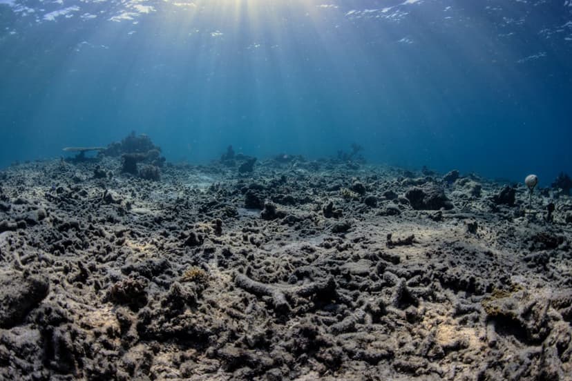 Indonesia's Reefs Blasted Hourly: A Silent Crisis