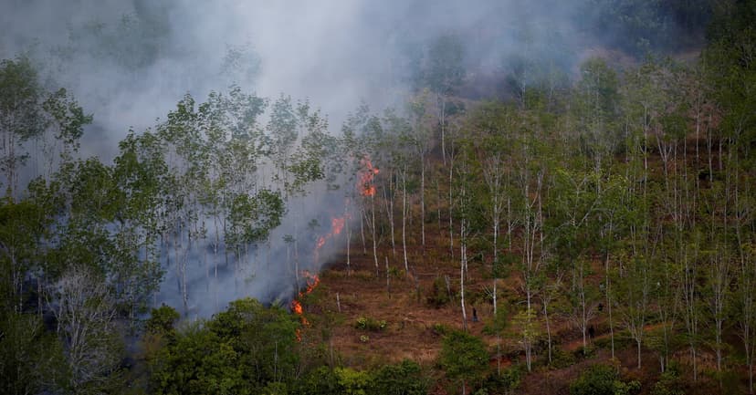 Indonesia's Forests Vanish: Food Drive Fuels Crisis