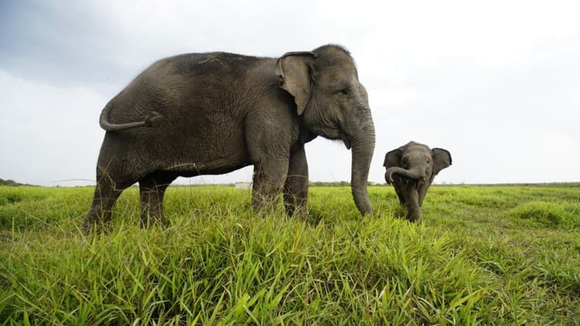 Indonesia's Elephants Vanish: A Critical Decline