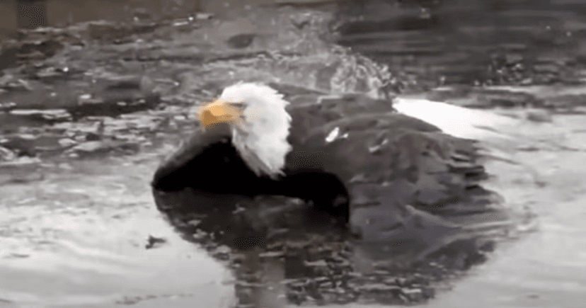 Eagle Rescued After Fierce Fight in Big Bear