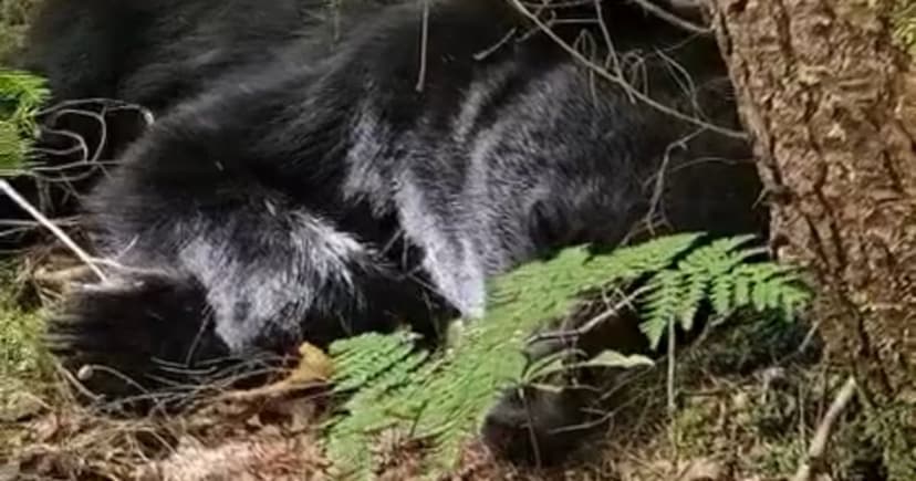 Rescued Bear Recovers After Road Collision Trauma