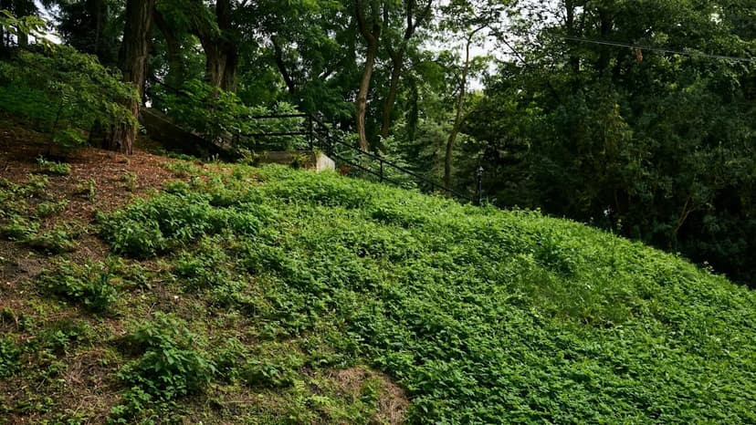 American Mushroom Invades Poland's Ancient Forest
