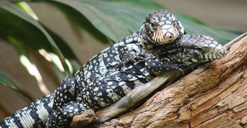 Invasive Lizards Threaten Florida Ecosystems
