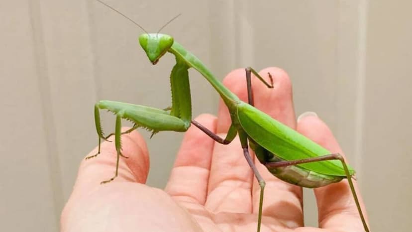Asian Mantises Invade Europe, Threatening Native Wildlife