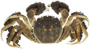 Invasive Crab Alert: Second Mitten Crab Found in Oregon
