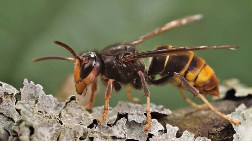 NC battles invasive honeybee-killing hornet