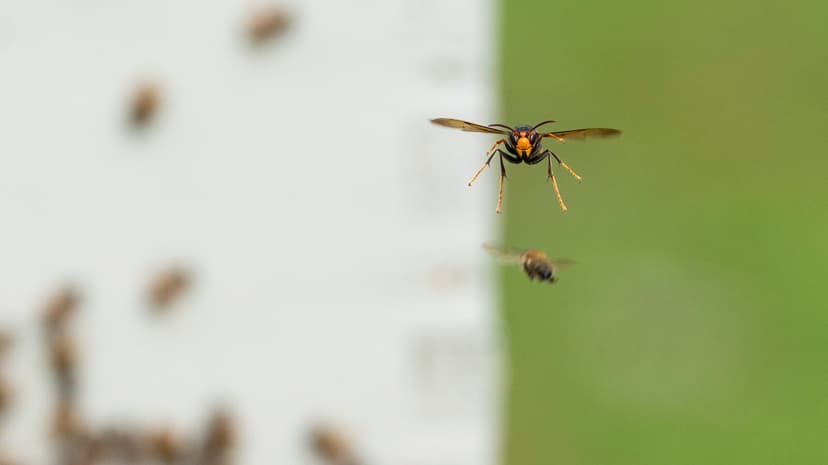 Invasive Hornets Invade South Carolina Beehives