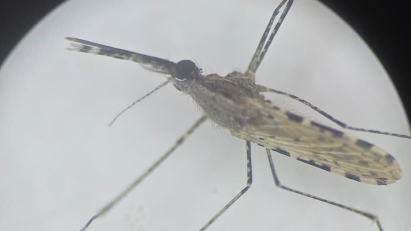 Malaria Mosquito Invades Africa: Insecticide Resistance Confirmed