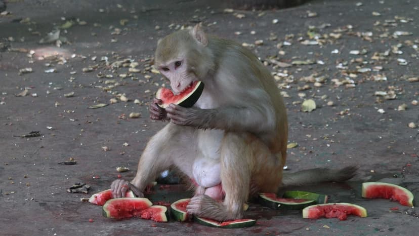 Invasive Monkeys Threaten Gir's Lions and Crops