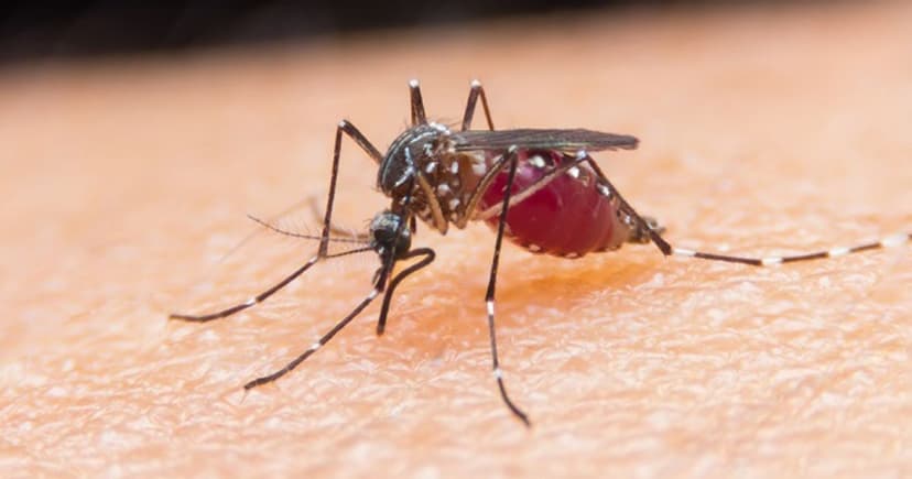 Deadly Mosquitoes Breeding in UK: Health Alert Issued
