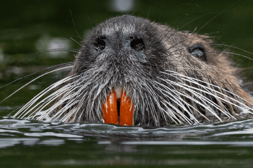 Giant Rodent's Return Sparks California Wetland Fears