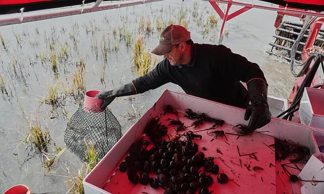 Invasive Snails Devour Louisiana Rice Crops